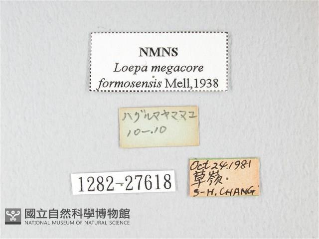 黃豹天蠶蛾藏品圖，第3張