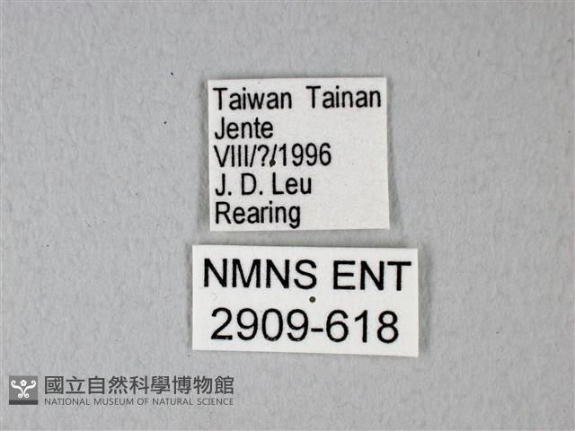 緣點白粉蝶藏品圖，第3張