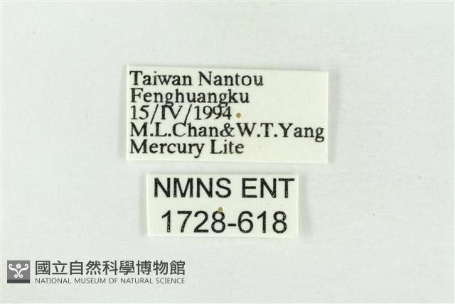 素木綠刺蛾藏品圖，第3張