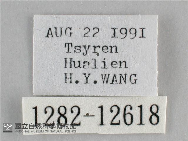 雙峰霜尺蛾藏品圖，第3張