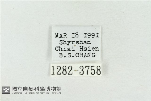 印華波紋蛾藏品圖，第3張