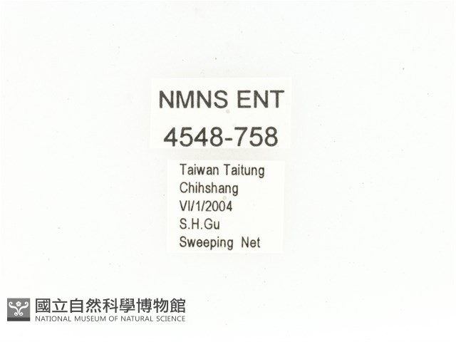 銅點花金龜藏品圖，第2張