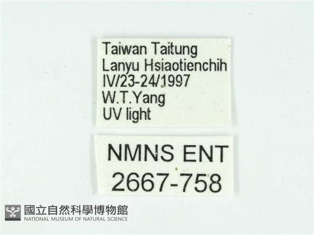 叉紋閃舞蛾藏品圖，第3張