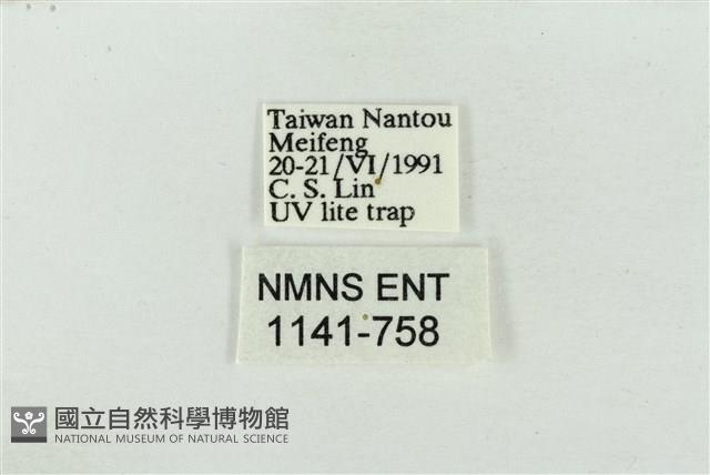 素木氏美波紋蛾藏品圖，第3張