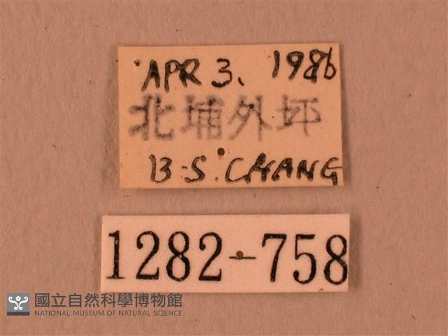 楓天蛾藏品圖，第3張