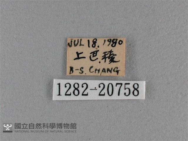 黃星弄蝶藏品圖，第3張