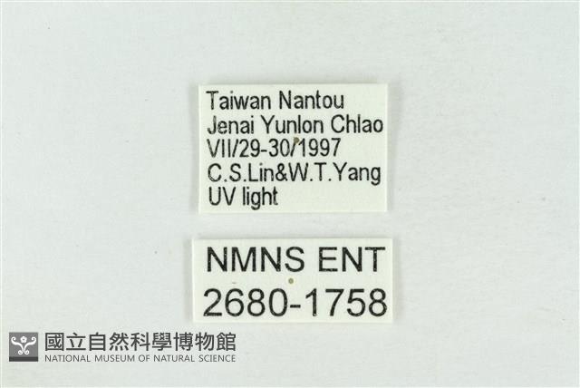 臺灣銀斑異波紋蛾藏品圖，第3張