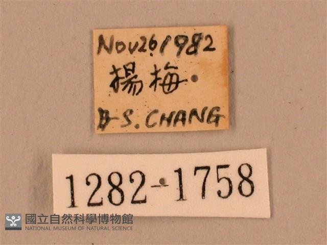 叉帶長喙天蛾藏品圖，第3張