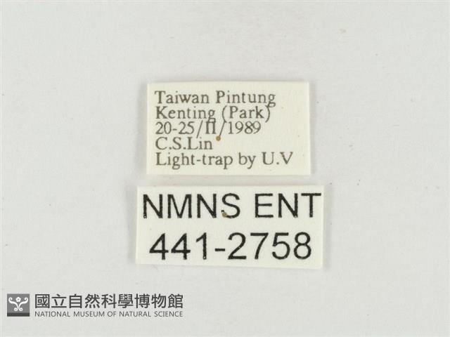 小白紋毒蛾藏品圖，第3張