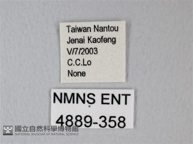 隱錨紋蛾藏品圖，第3張