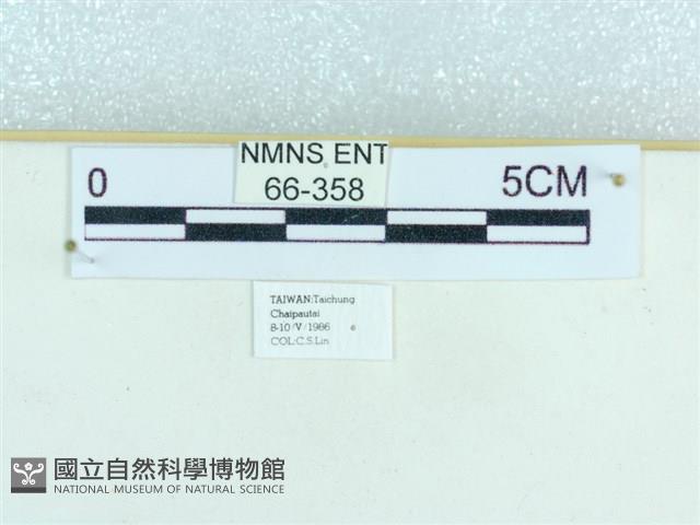 粉蝶燈蛾藏品圖，第3張