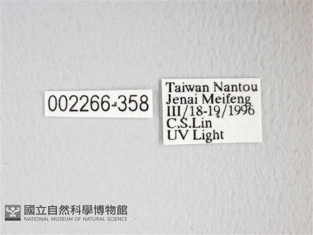 圓翅大鉤蛾藏品圖，第3張