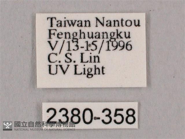 直翅六點天蛾藏品圖，第3張