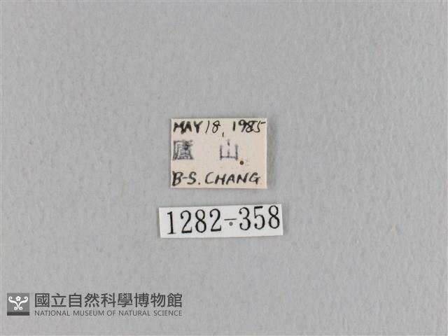 大褐斑枯葉蛾藏品圖，第3張