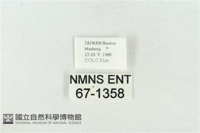 臺洒波紋蛾藏品圖，第3張