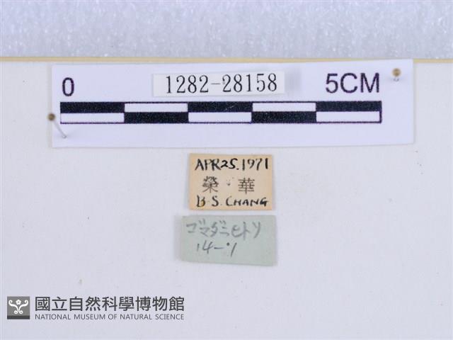 巨網燈蛾藏品圖，第3張