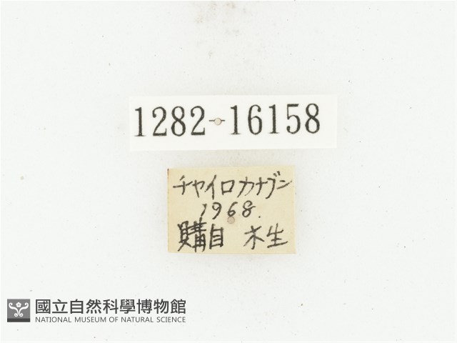 曹德褐騷金龜藏品圖，第2張