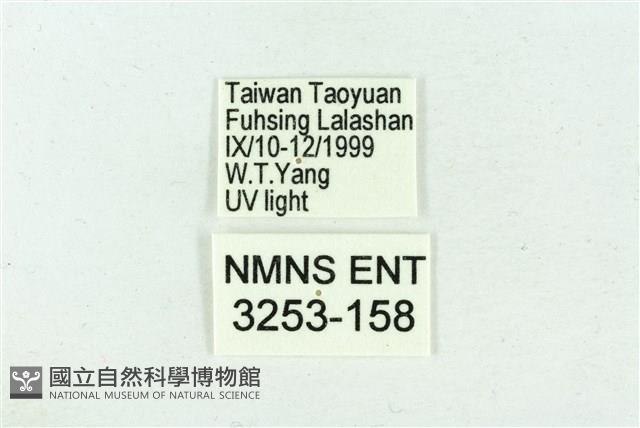 臺雪苔蛾藏品圖，第3張