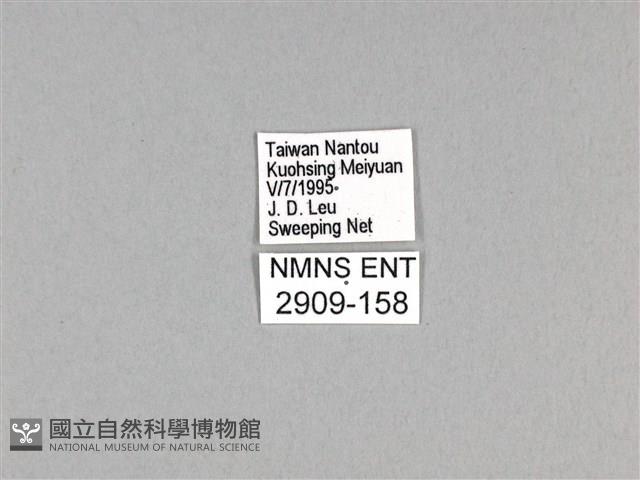 劍鳳蝶藏品圖，第3張