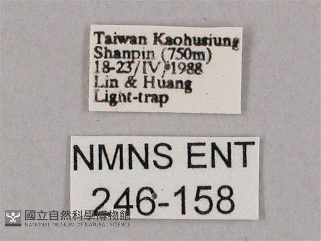 斜綠天蛾藏品圖，第3張