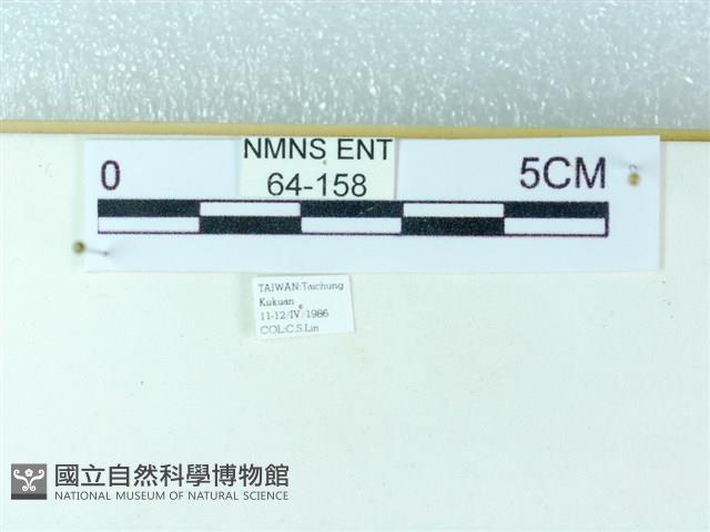 粉蝶燈蛾藏品圖，第3張