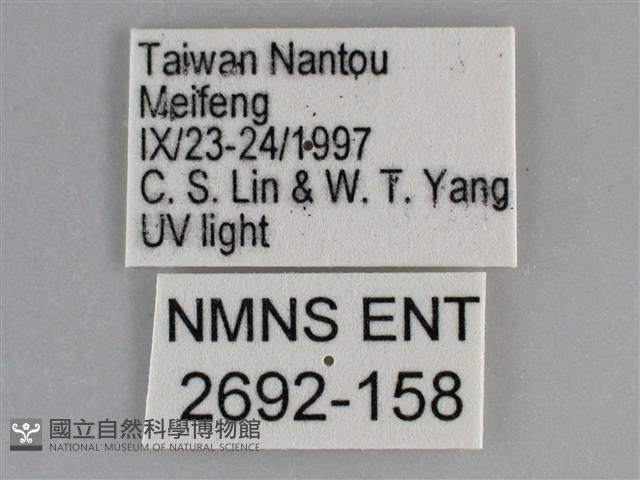 大胡麻斑星尺蛾藏品圖，第3張