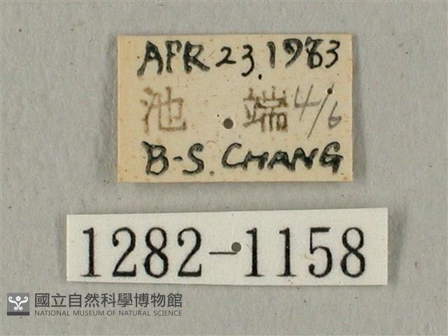 全緣缺角天蛾藏品圖，第3張