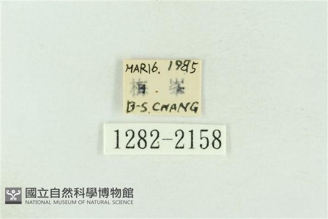 棍棒污燈蛾藏品圖，第3張