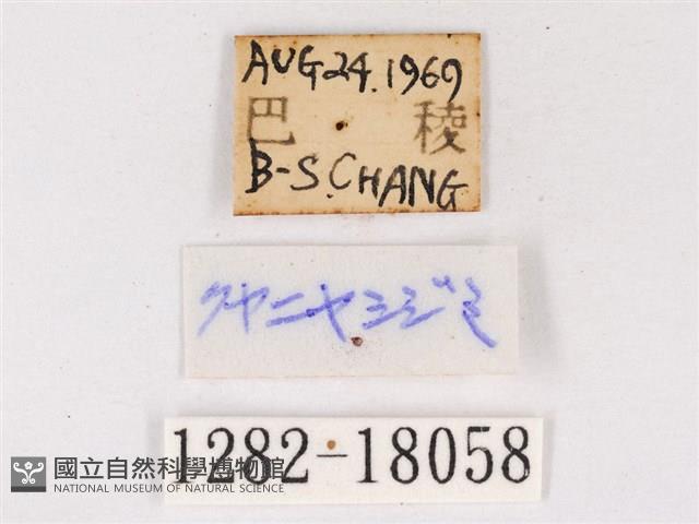 閃灰蝶藏品圖，第3張