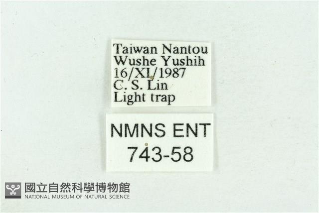 粉紅帶散紋夜蛾藏品圖，第3張