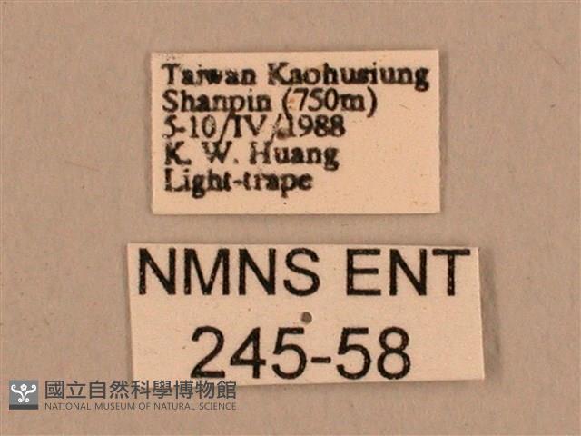 棕綠背線天蛾藏品圖，第3張