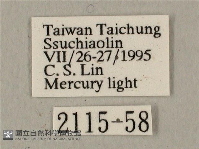 半緣缺角天蛾藏品圖，第3張