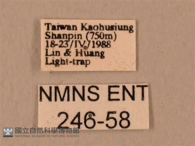 臺灣鷹翅天蛾藏品圖，第3張