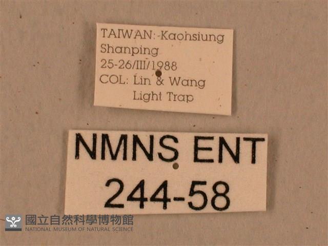 背中白天蛾藏品圖，第3張