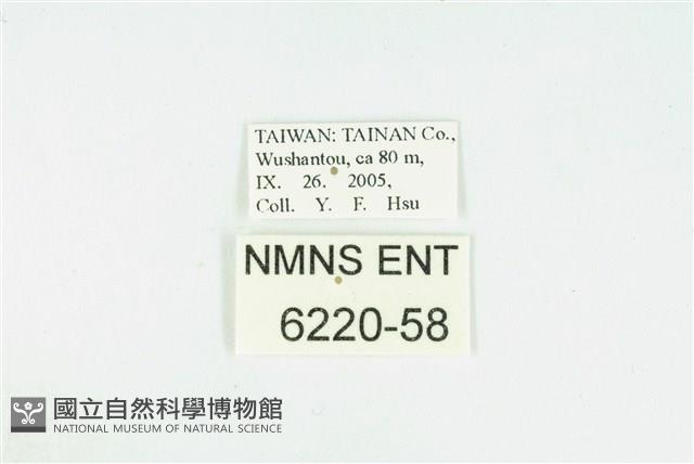 高雄綺灰蝶藏品圖，第3張