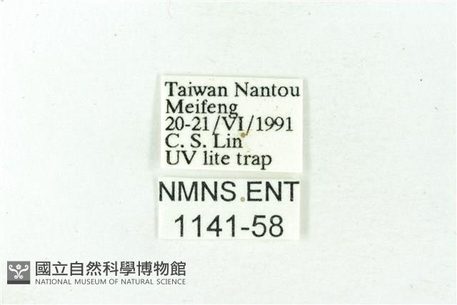 赭新污燈蛾藏品圖，第3張