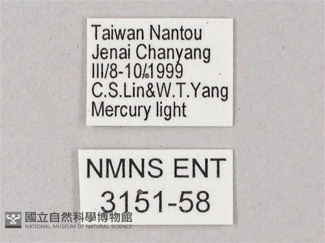 榆綠天蛾藏品圖，第3張