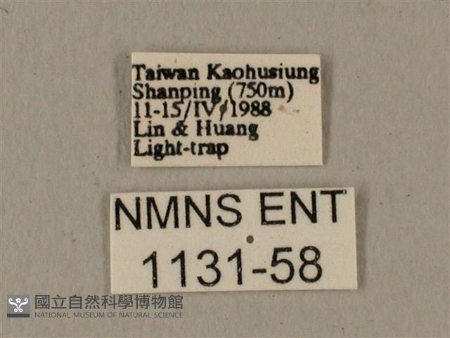 全緣缺角天蛾藏品圖，第3張