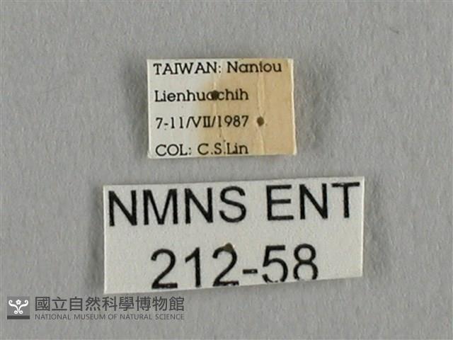 長尾水青蛾藏品圖，第3張