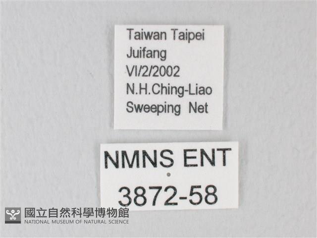 淡青雅波灰蝶藏品圖，第3張