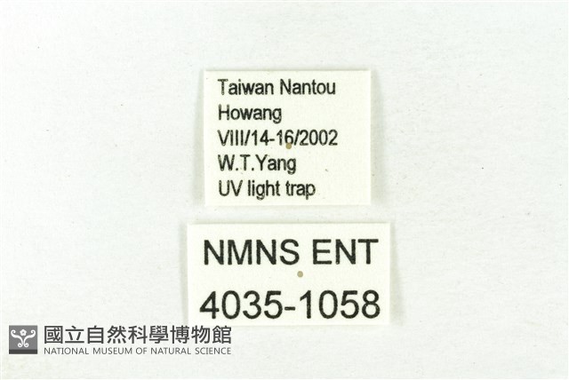 樹形尺蛾藏品圖，第3張