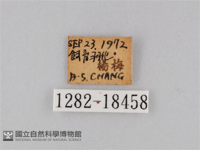 豆環蛺蝶藏品圖，第3張