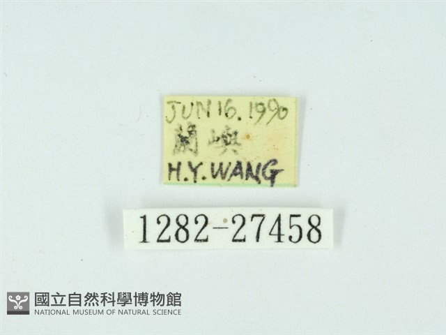 琉球雲紋網蛾藏品圖，第3張
