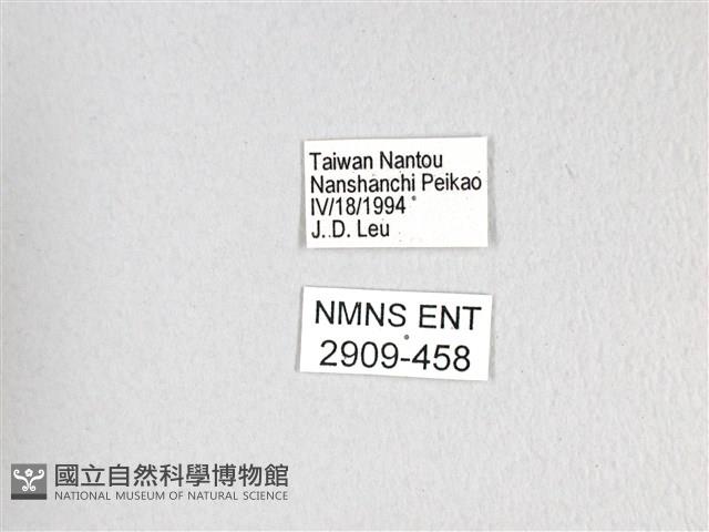 寬帶青鳳蝶藏品圖，第3張