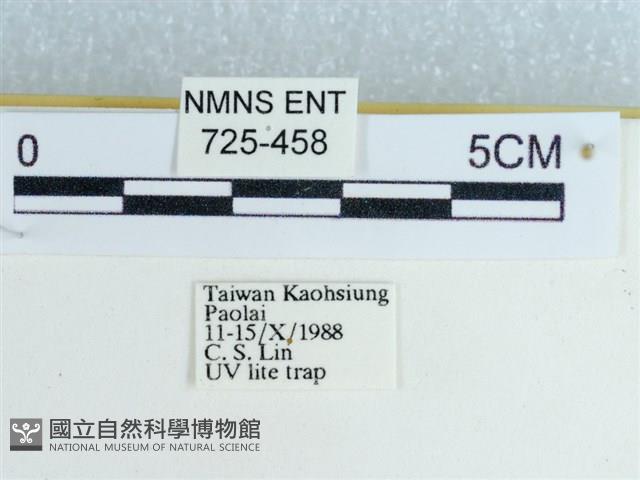 粉蝶燈蛾藏品圖，第3張