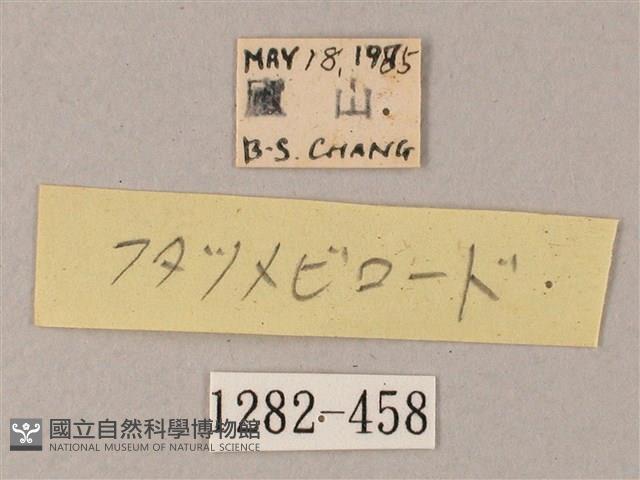 雙斑白肩天蛾藏品圖，第3張