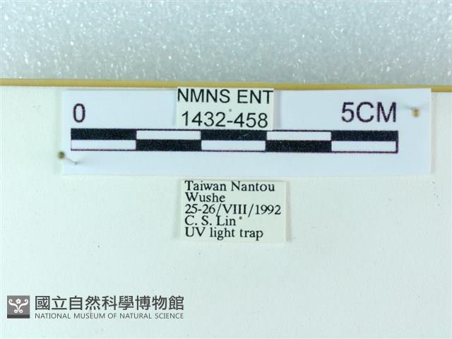 粉蝶燈蛾藏品圖，第3張