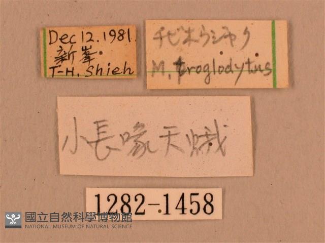 灰紋長喙天蛾藏品圖，第3張