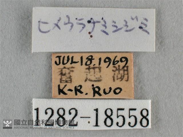 波灰蝶藏品圖，第3張