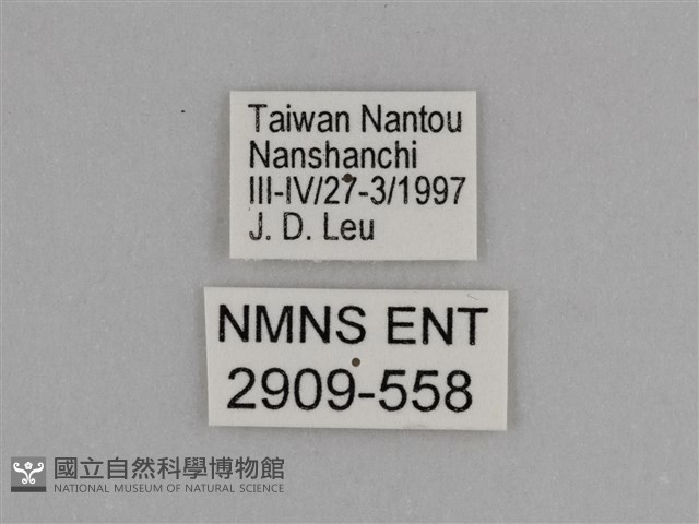 臺灣絹蛺蝶藏品圖，第3張